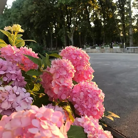 Pansion Stojic Međugorje