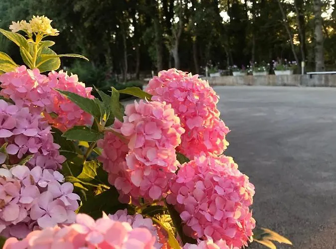 Pansion Stojic Međugorje